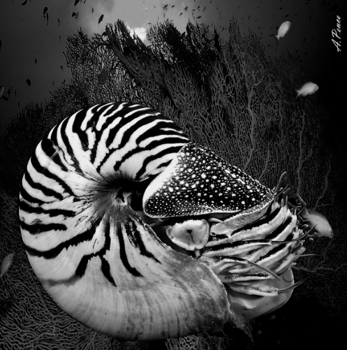 Nautilus e gorgonie ( Indo Pacifico Micronesia )