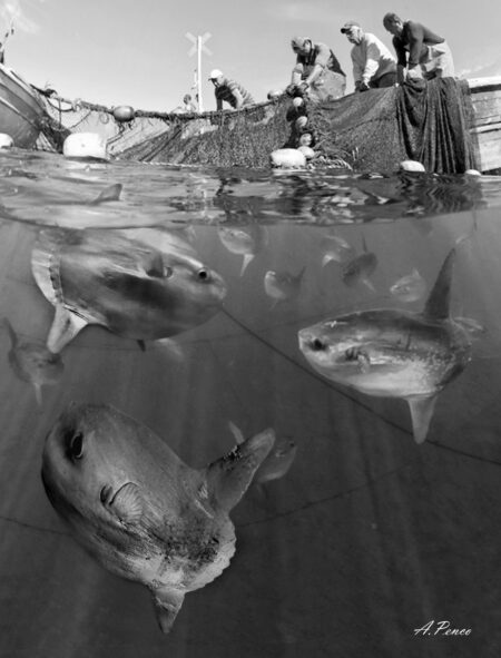 Pesci Luna all’interno della Tonnarella di Camogli in attesa di essere liberati.